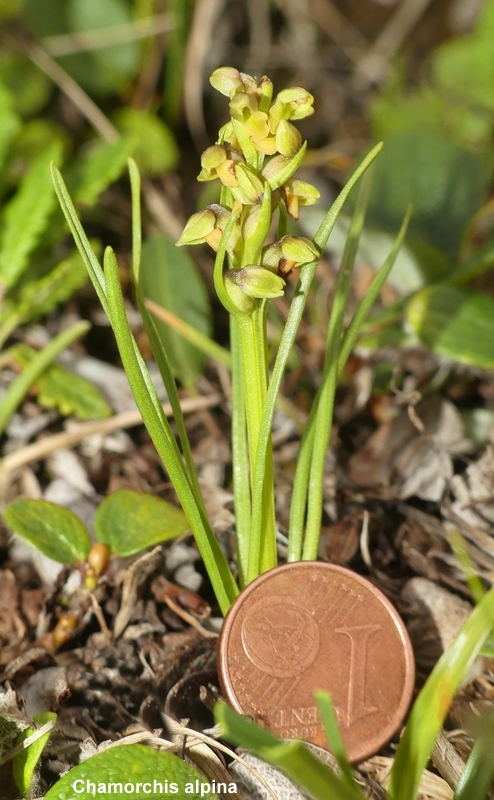 Nigritella cenisia e Nigritella rhellicani  Savoia francese   luglio 2023.